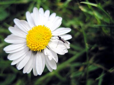 Daisy mosquito grass
