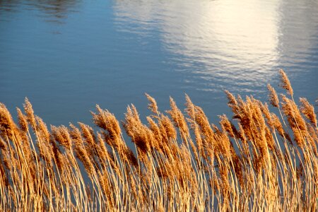 Reed water waters