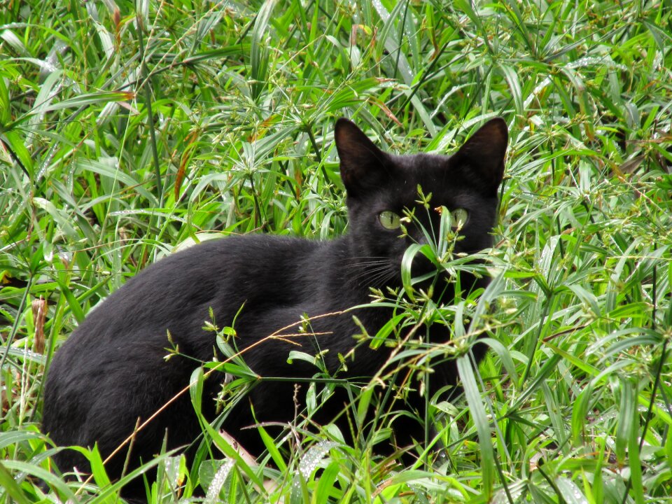 Grass hide black skin
