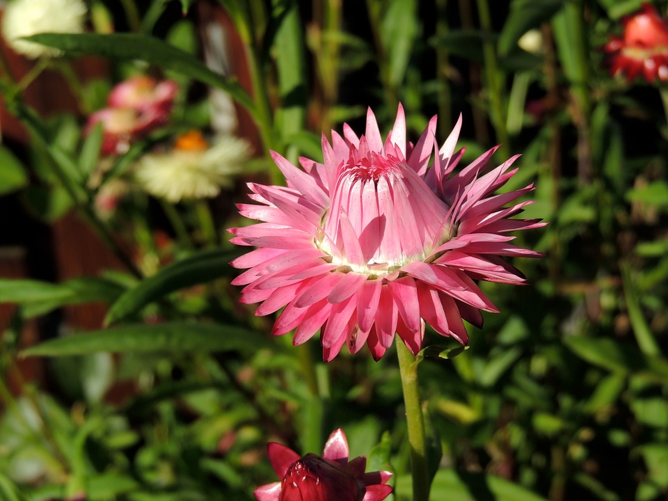 Pink half open nature