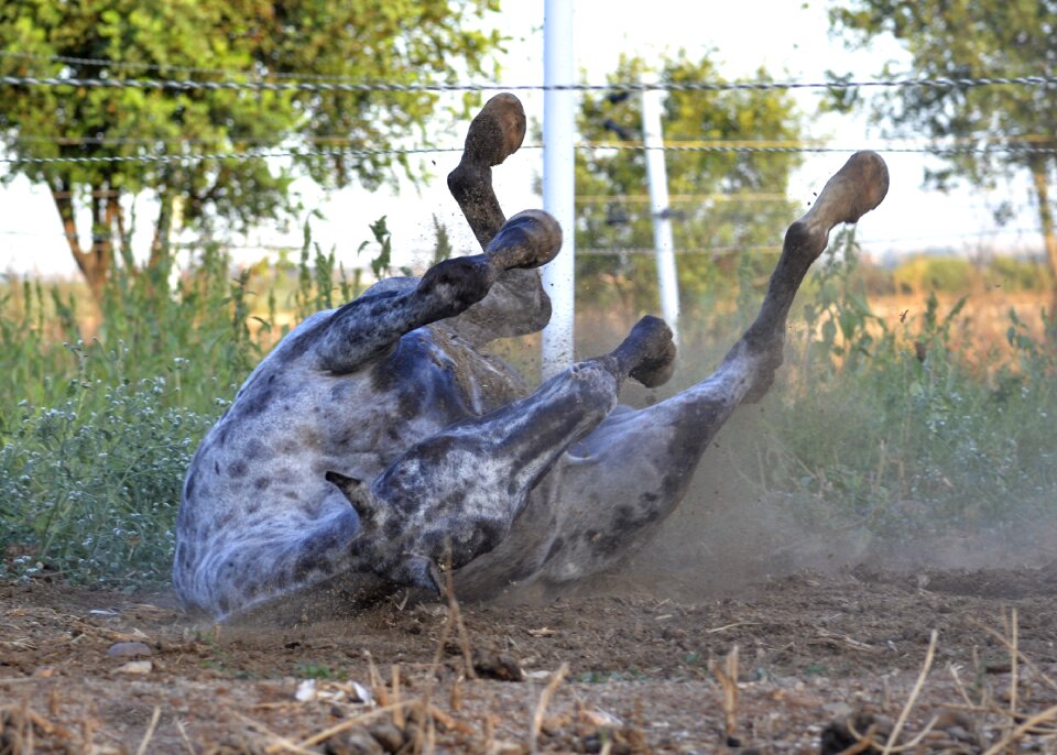 Equestrian horseback pony