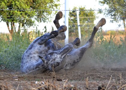 Equestrian horseback pony