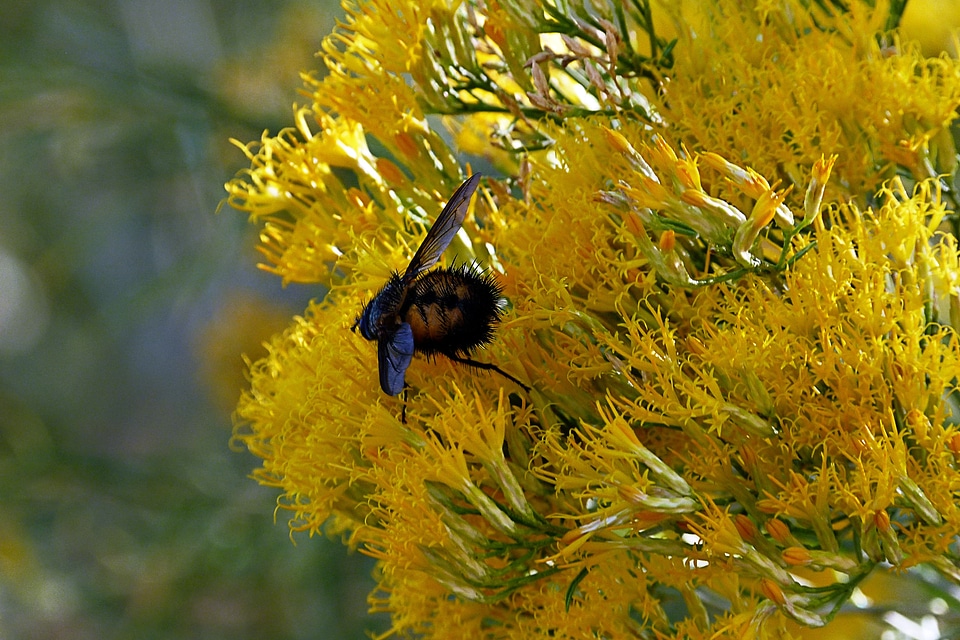 Macro close-up animal