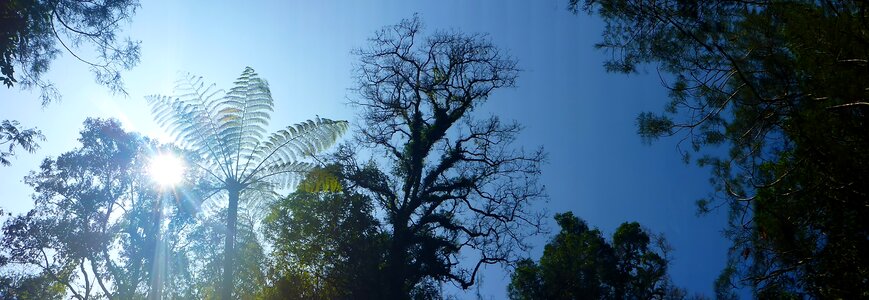 Nature jungle asia photo