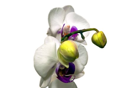 Bloom exotic tropical orchid photo