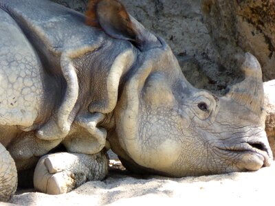 Endangered wildlife