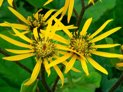 Plant tongue orange ligularia dentata