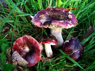 James g mushrooms lilac-pink forest