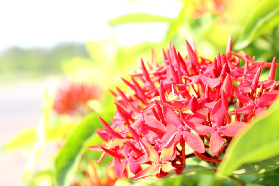 Flowers face red flowers