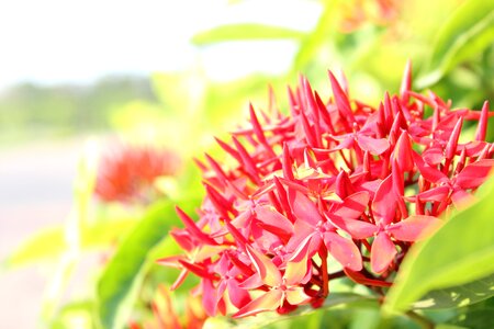 Flowers face red flowers