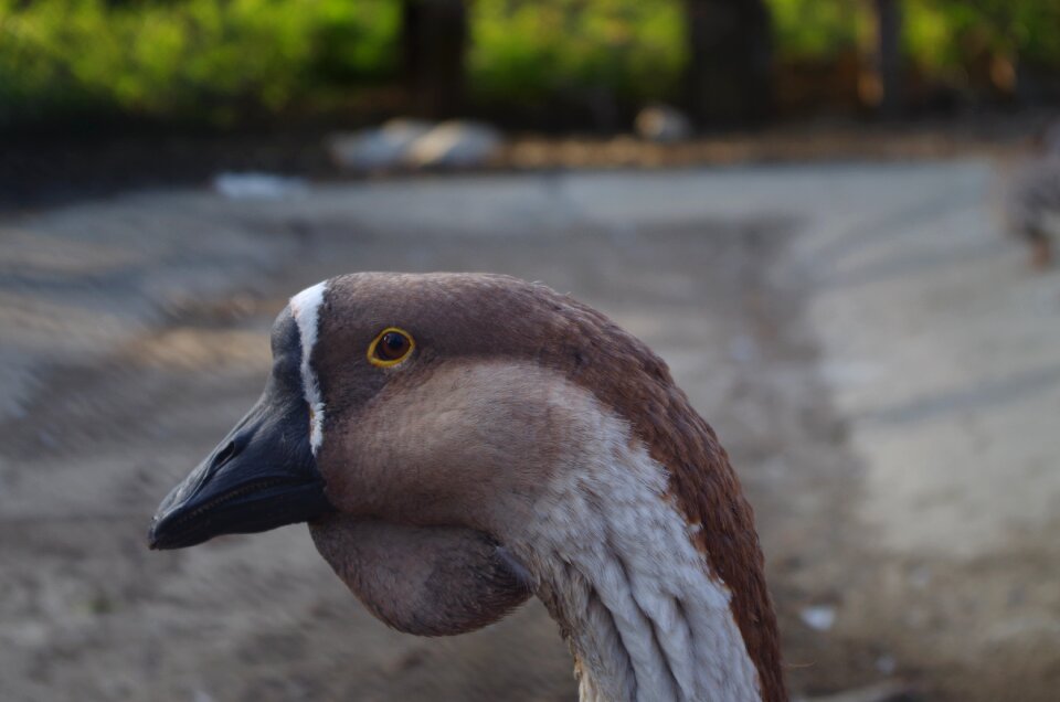 Animal home bird
