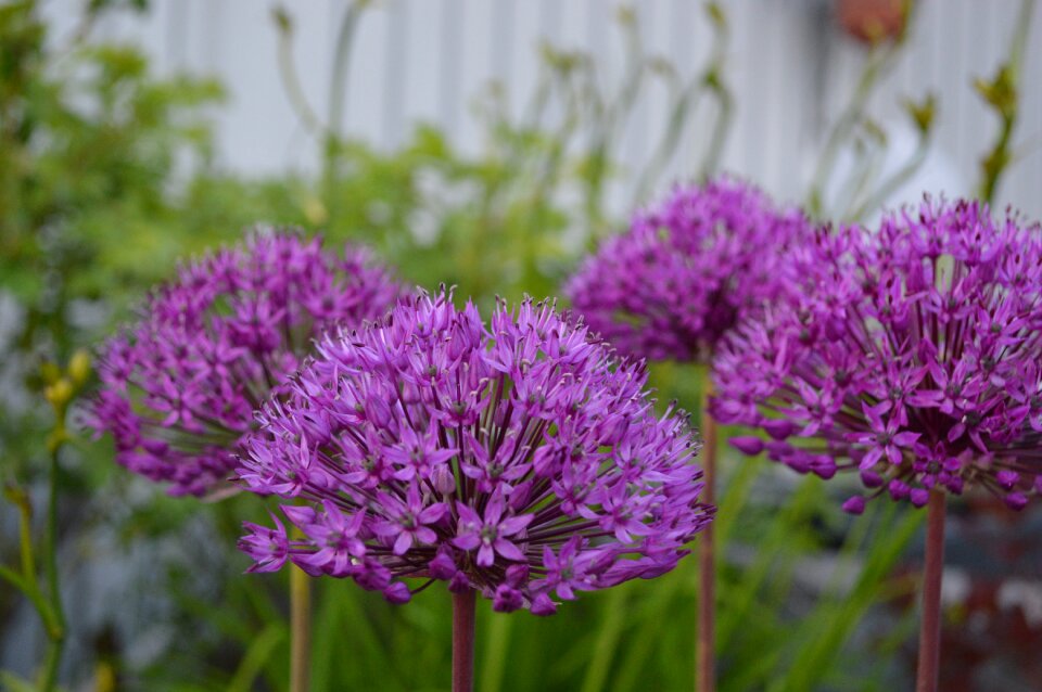 Balls flower flowers