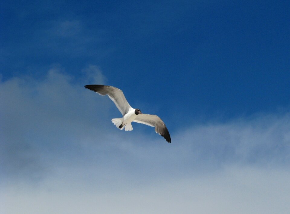 Sky freedom photo