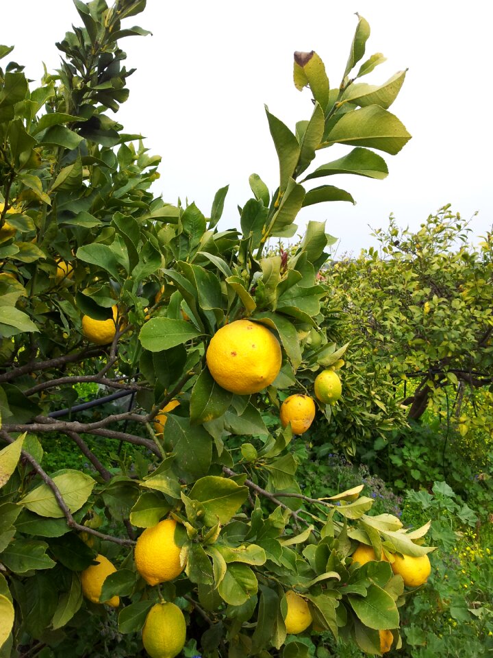 Lemon crete tree