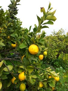 Lemon crete tree