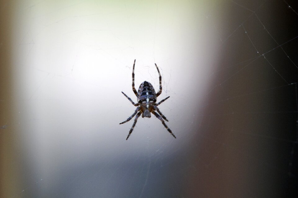 Close up arachnid animal