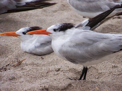 Seagull bird nature