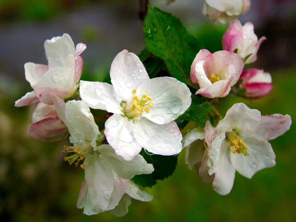Bloom flowering trees bloom