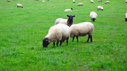 Livestock countryside grazing