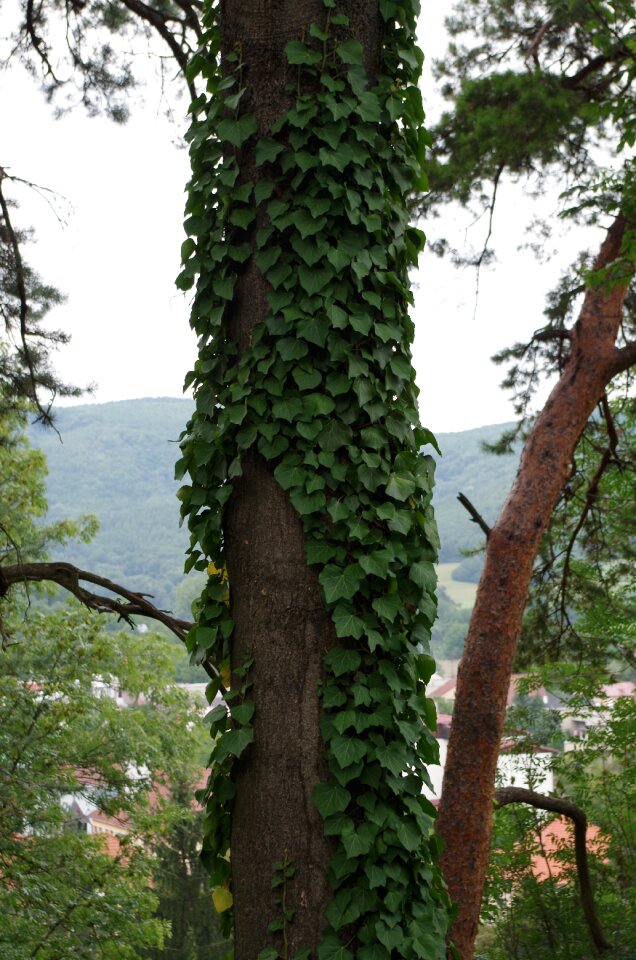 Overgrown ivy crawl