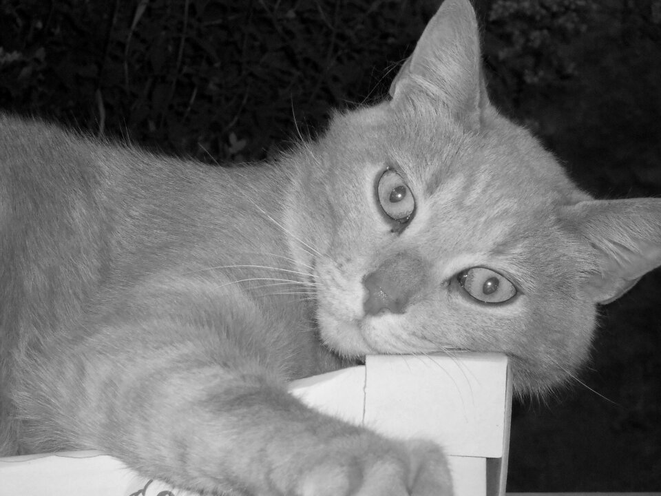 Animals pet domestic animal