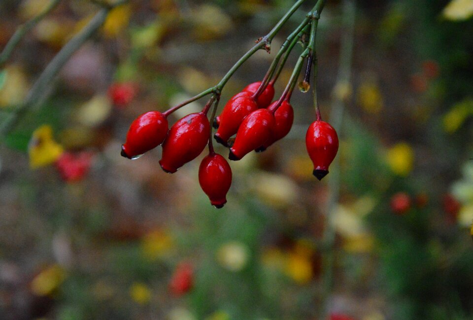 The delicacy the stem sharpness