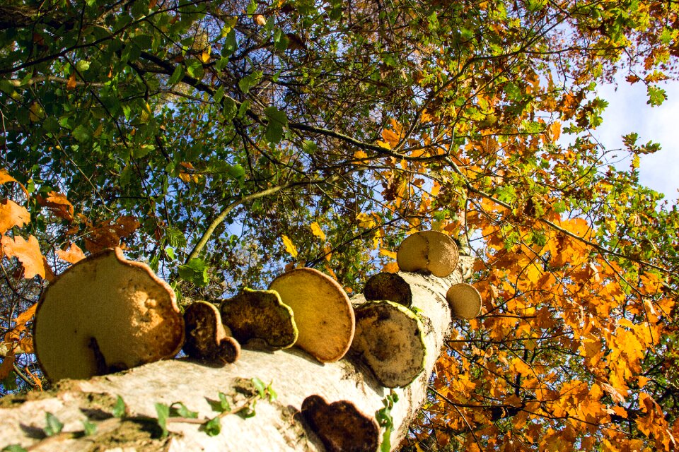 Agaric nature autumn