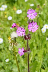 Nature wild flowers summer