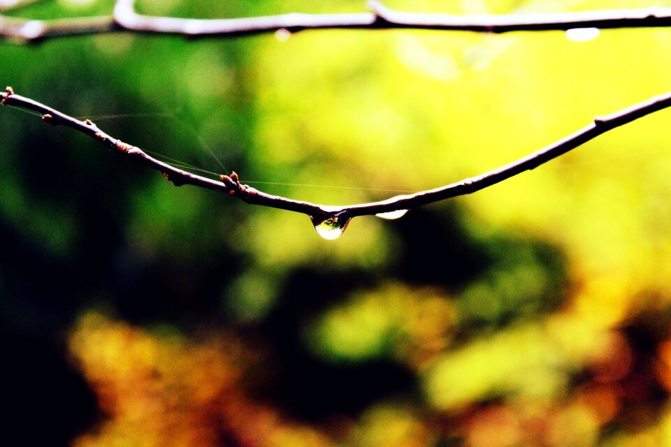 Tree nature braid