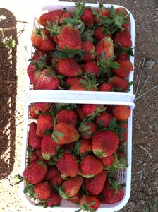 Fruit basket organic summer