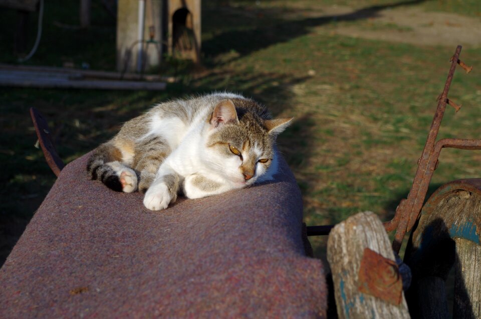 Rest strakatá animal