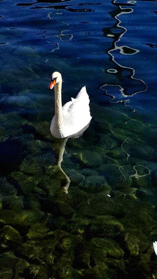Clear water animal beauty