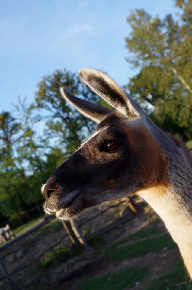 Lama animal farm