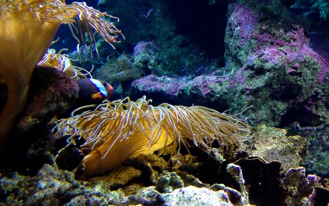 Aquarium algae sea