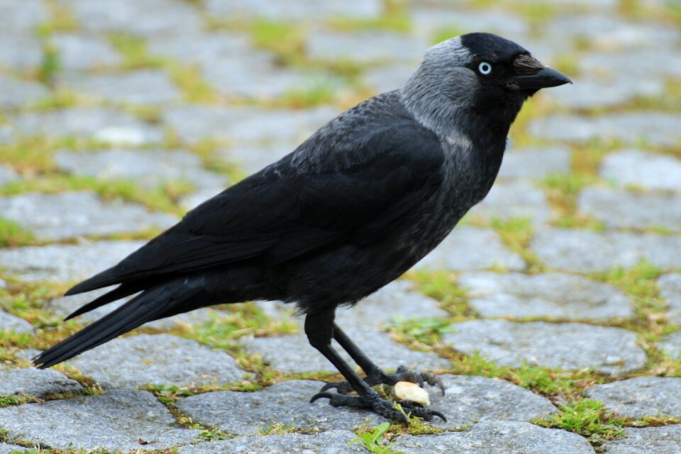 Songbird corvidae black