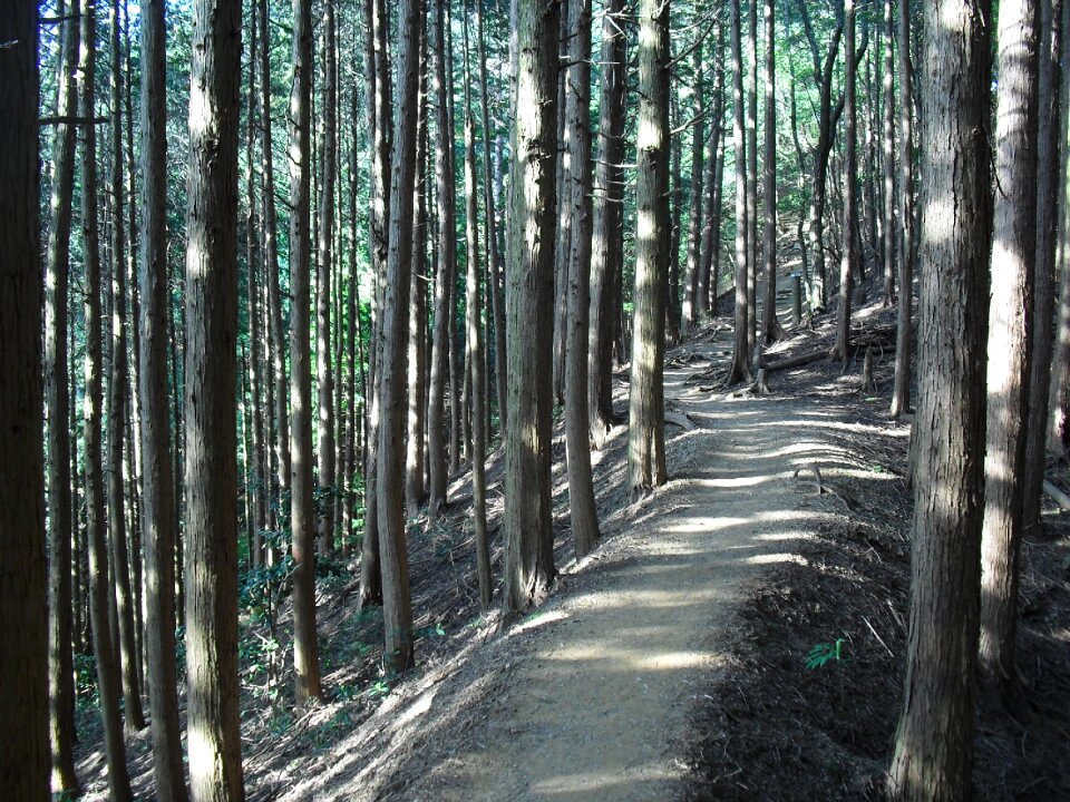 Forest mountain path sunbeams