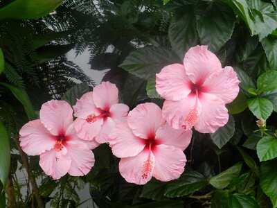 Hibiscus pink harmony flowers