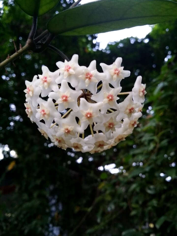 Whether orchids home garden green leaf