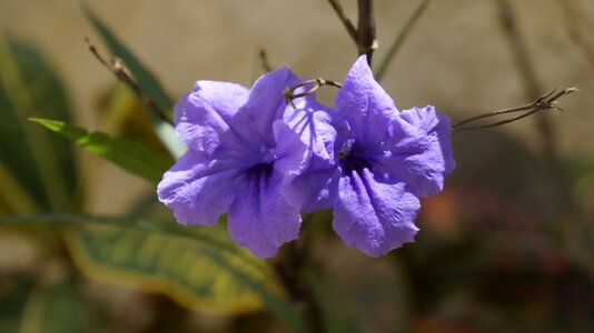 Delicacy purple spring photo