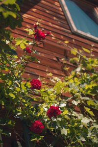 Plant summer nature
