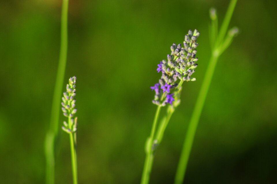 Purple flower flower violet photo