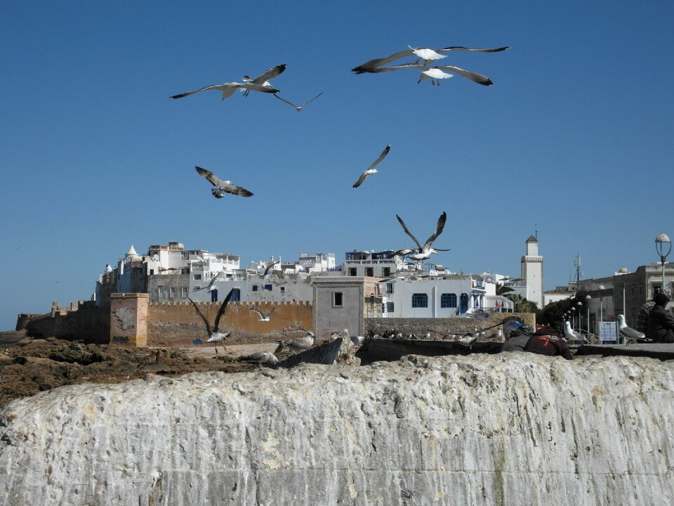 Atlantic beach gulls