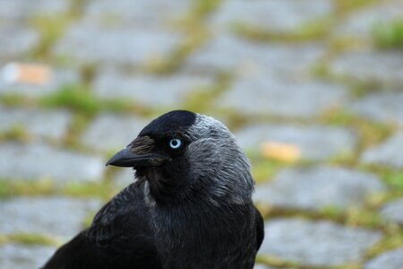 Songbird corvidae black photo