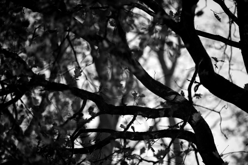 Forest treetops night hours
