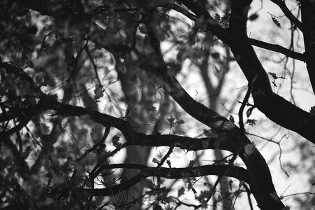 Forest treetops night hours
