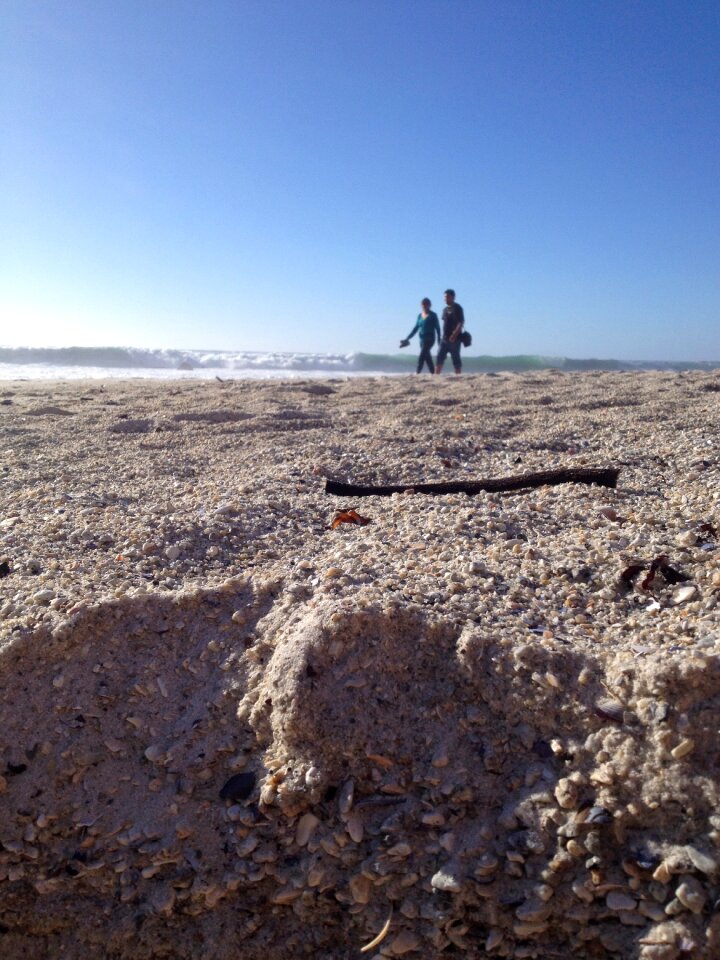 Walking stick ocean