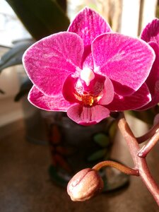 Windowsill flower orchid flower
