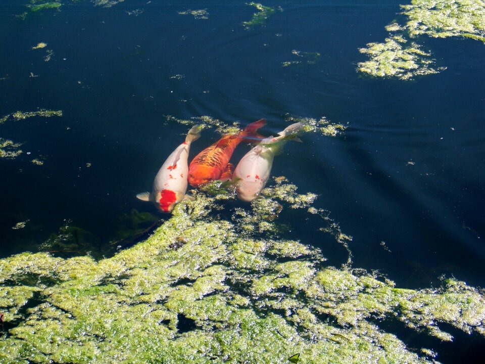 Water animal nature