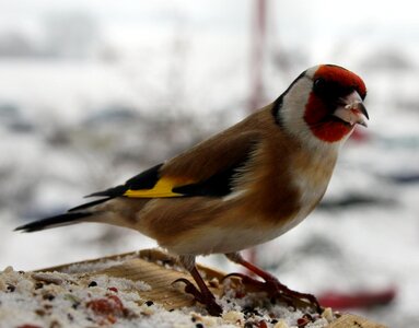 Feeding place nature songbird