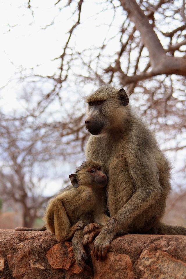 Family wild mammal